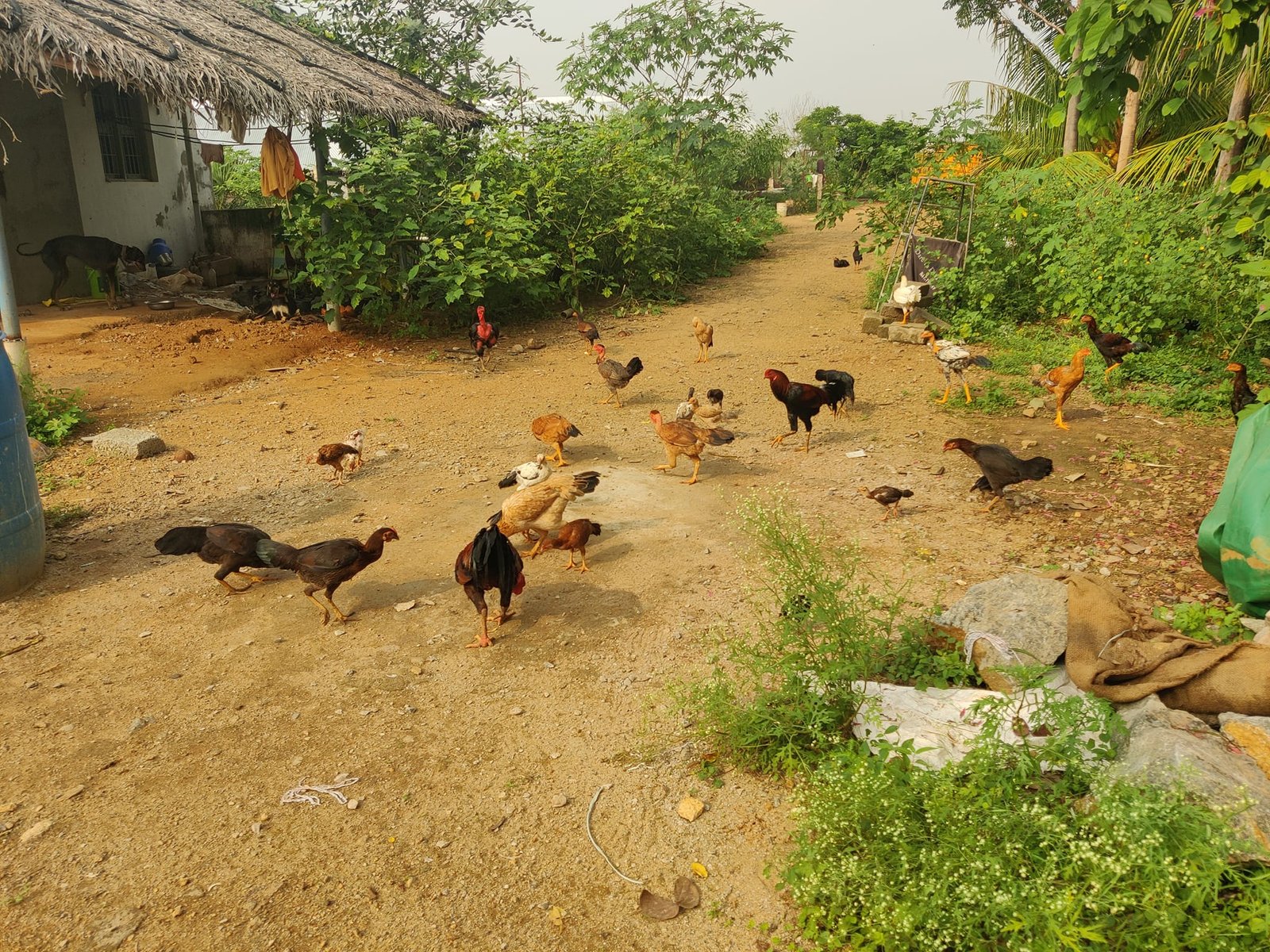 Country Hens at Agastiya Farms